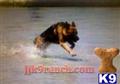 classified ad